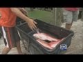 Anglers discuss 27-day snapper season