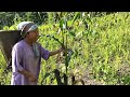 jhum kheti shifting cultivation arunachal pradesh