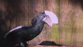 Silvery-Cheeked Hornbill