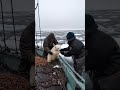 🐻‍❄️ Tiny Polar Bear's Heartwarming Rescue! 😍 #PolarBearRescue #WildlifeConservation #ArcticAnimals