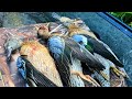 2024 Teal Hunting in Southeast Louisiana!