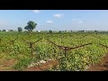 Tomato farm Nashik