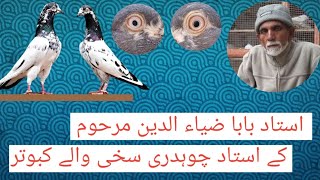 استاد بابا ضیاء الدین صاحب کے استاد چوہدری سخی صاحب والے کبوتر | Pakistani Pigeon hm