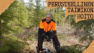 Perusteellinen taimikonhoito! 🇫🇮