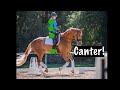 Canter! What to do with your seat, legs, shoulders, elbows, and more!