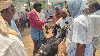 Three Goats మూడు మేకలు 36,000 బేరం ఎలా కొనసాగుతుందో ఈ వీడియోలో చూపిస్తున్నాము