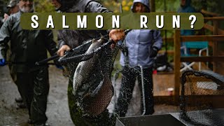 Canada's Assisted Salmon Run // Shawnigan Creek, Vancouver Island