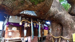 三島神社（三嶋神社）の薫蓋樟（薫蓋クス）(The Kungai-sho Camphor Tree at the Mitsushima Shrine) [4K] [癒し音楽BGM付]