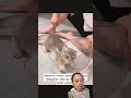 kucing lucunya dua kucing ini kucinglucu tingkahlucuhewan cat