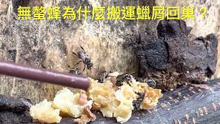 城市養無螫蜂 Stingless bees 無螫蜂為什麼會搬運蠟屑回巢？