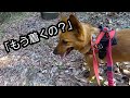 【犬連れ登山！】天竺山編。ふもとの里山は癒しの楽園！