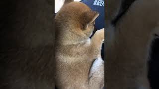 膝の上で寝落ちした柴犬