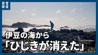 伊豆の海から「ひじきが消えた」　黒潮の大蛇行が影響か