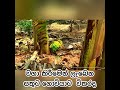 ගොවිබිම් දැකීමෙන් ලැබෙන ආශ්වාදය ....