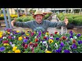Grow Vibrant Cool-Season Flowers! |Ultimate Pansy and Viola Guide|