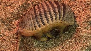 番外編 丸なれないムツオビアルマジロ【伊豆シャボテン動物公園】