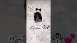 雪でもへっちゃら⛄️ルンルンでお散歩するヨーキー#shorts #yorkie #ヨークシャーテリア#フクのキロクチャンネル