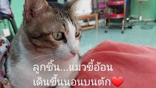 ลูกชิ้นติดคนมาก ทั้งนั่งเฝ้าและเดินขึ้นนอนบนตัก❤️#แมวเคยจร#แมวแสนรู้#แมวน่ารัก🤗#แมวชื่อลูกชิ้น😻