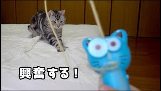 ロープ発射機（投げ縄）の電動おもちゃで遊ぶ猫  zipstring shooter VS Cat