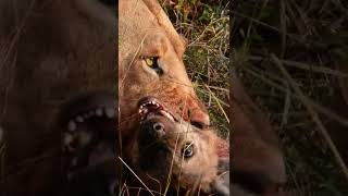 Lion Raided A Hyena Den #Wildlife | #ShortsAfrica