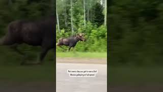 Moose run through the snow like this too 🫎🤯  #moose #outdoors #wildlife #animals #canada