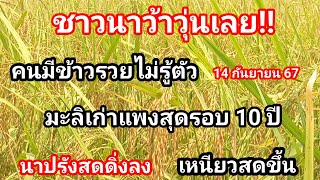 ชาวนาว้าวุ่นเลย ราคาข้าวล่าสุด!! ข้าวมะลิแห้งพุ่งสุดในรอบ 10ปี ทำคนมีข้าวรวยไม่รู้ตัว