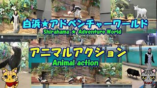 白浜★アドベンチャーワールド★アニマルアクション・Animal action・Shirahama ・ Adventure World