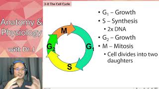 PHYL 142 | Blood | Megakaryocytes