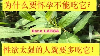 叻沙～叶（越南香菜）的功效与作用.Health Benefits of Vietnamese Coriander～“laksa leaves”Khasiat  daun laksa。