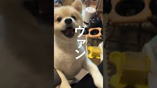 愛犬のポメラニアンに『たこ焼きは食べれないよ』と丁寧に説明してあげました  #shorts