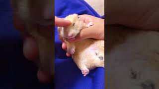 ベタ慣れ眠すぎる可愛すぎるキンクマくん #hamster  #shorts