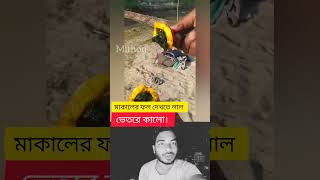 এই  ফল দেখতে লাল ভেতরে কালো কেন দেখুন। #shortsvideo #viralvideo #facts