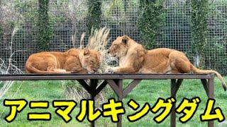 おうちで動物園 番外編　アニマルキングダム　ライオン