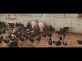 sudar hen farm kanyakumari 7904205612 2 month kairali koli rs 150