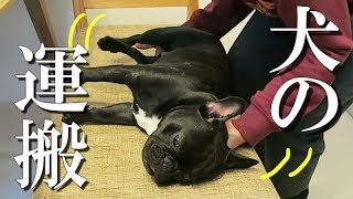 【ココ氏流】犬の抱っこ＆運び方