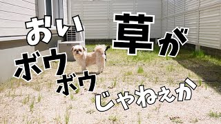 嘘でしょ!? 少し見ない間に庭がジャングルになっているじゃないか！～多頭飼い～チワワ シーズー ミニチュアピンシャー トイプードル