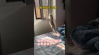 猫咪尴尬合集~原来猫咪在尴尬的时候会假装很忙 #cat#funny #cutecat #catvideos #funnyshorts