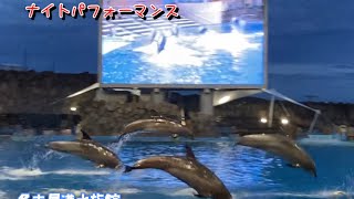 『イルカ』ナイトパフォーマンス @名古屋港水族館