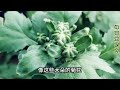 手把手教你给秋天的菊花施肥、控高、抹芽、蔬蕾让它开花更漂亮！