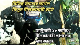 জানুয়ারী ১৮ তারিখে নীলফামারী হাটে ছাগলের দাম জানুন | Goat market Nilphamari | খাঁসি ছাগলের দাম |