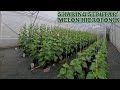 Bahas Seputar Melon Hidroponik Mulai dari Perawatan sampai Panen di Wangunsari Farm | BUTANI CHANNEL