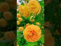 how to grow flowers 🌹 like this viralvideo shots flowers gardening garden