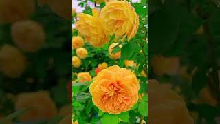 How to grow flowers 🌹 like this #viralvideo #shots #flowers #gardening #garden