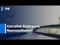 Assay For Permeability Of Zebrafish Embryonic Neuroepithelium l Protocol Preview