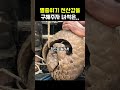 멸종위기인 천산갑을 구해줬던 이유 animals