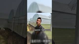 农村不起眼的“胃痛草”植物，了解它的用途不吃亏，赶紧来认识下