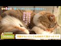 【猫雑学】猫って1日に何時間寝るの？猫の睡眠について紹介！