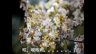 《迎春花儿开》Winter Jasmine Bloom