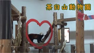 【茶臼山動物園】レッサーパンダのアンコ（バレンタインSP）