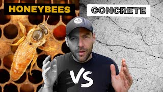 Can Bees Survive In A CONCRETE Beehive??
